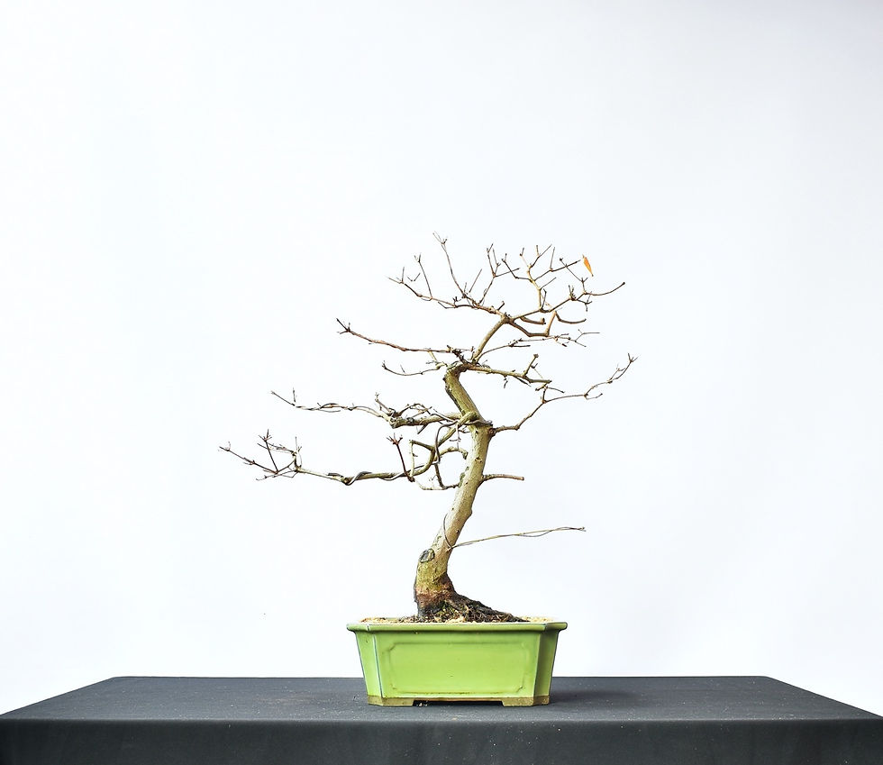 Miniatura: Arce Tataricum Ginnala