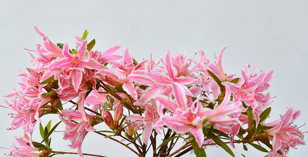 Miniatura: Azalea Pink Spider