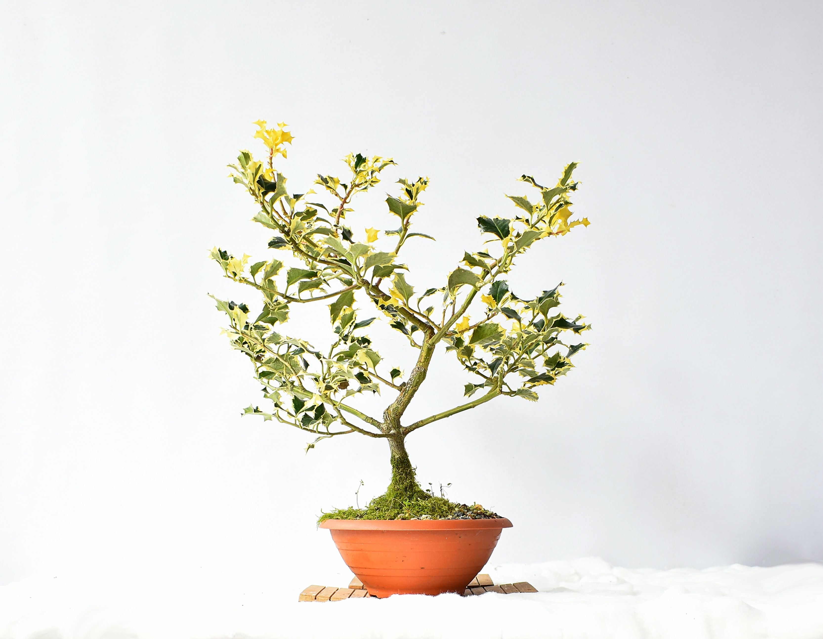 Ilex Aquifolium Variegata