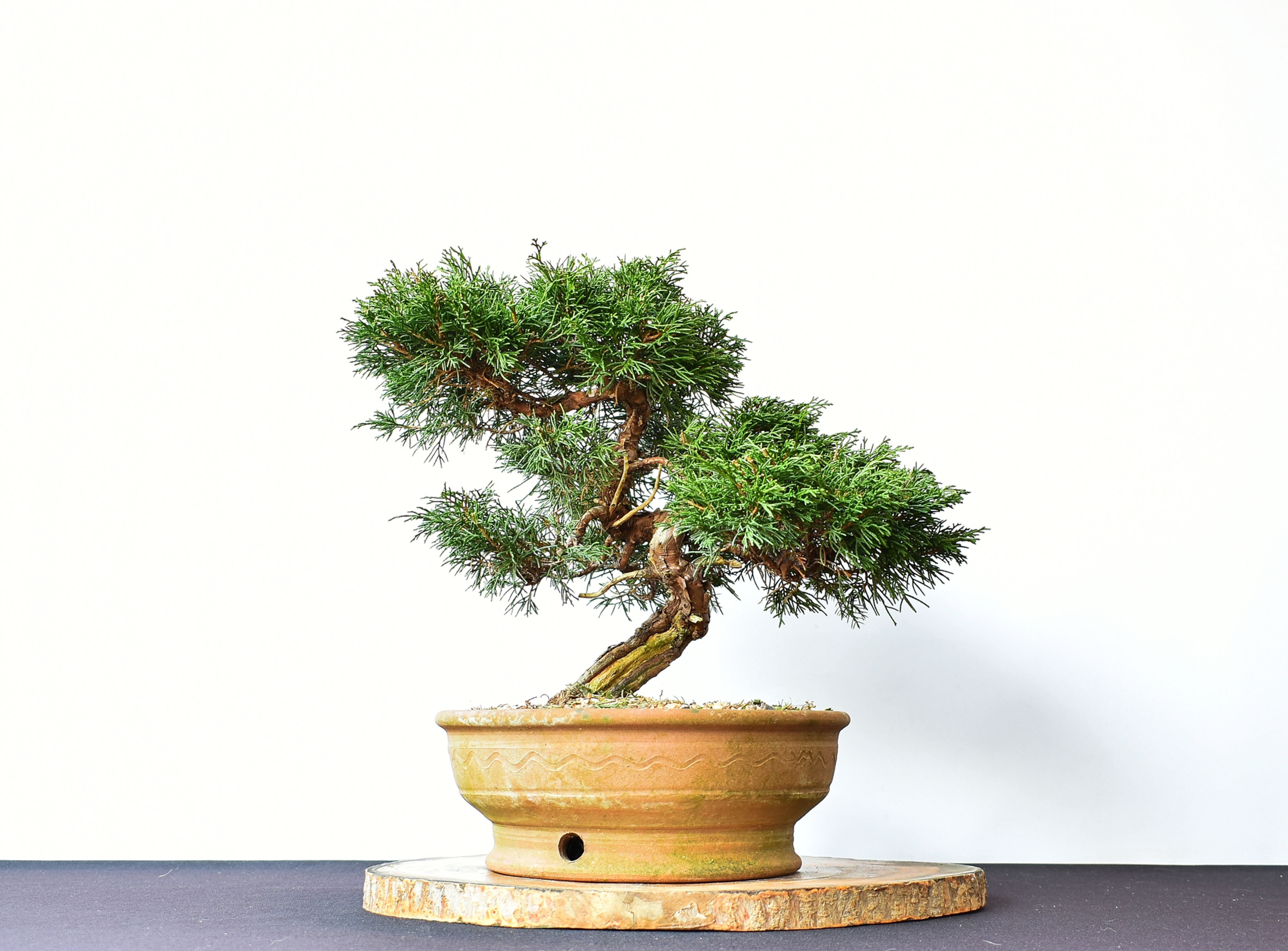 Juniperus Chinensis Itoigawa