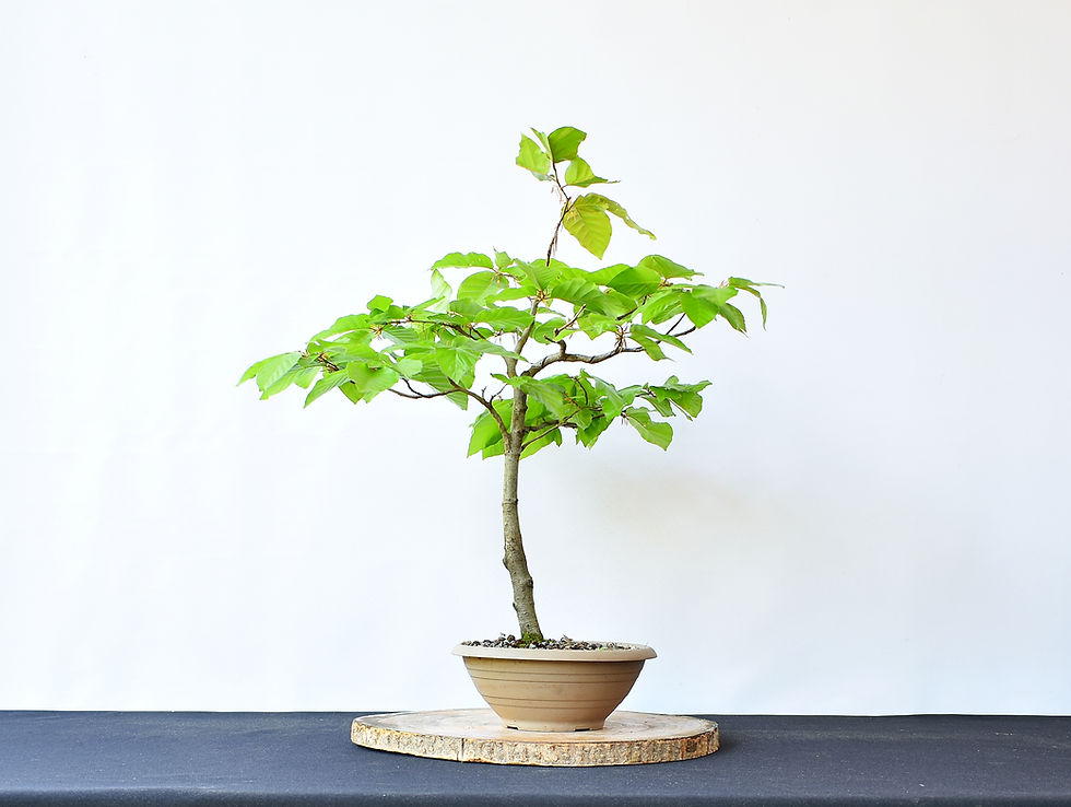 Miniatura: Fagus Sylvativa