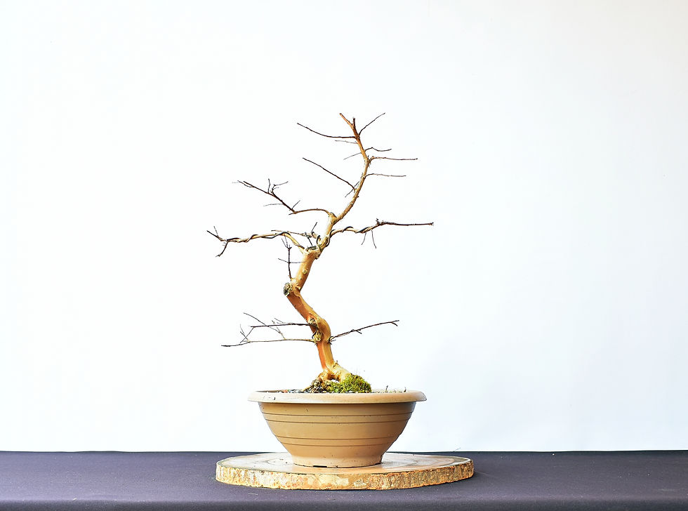 Miniatura: Lagerstroemia Indica
