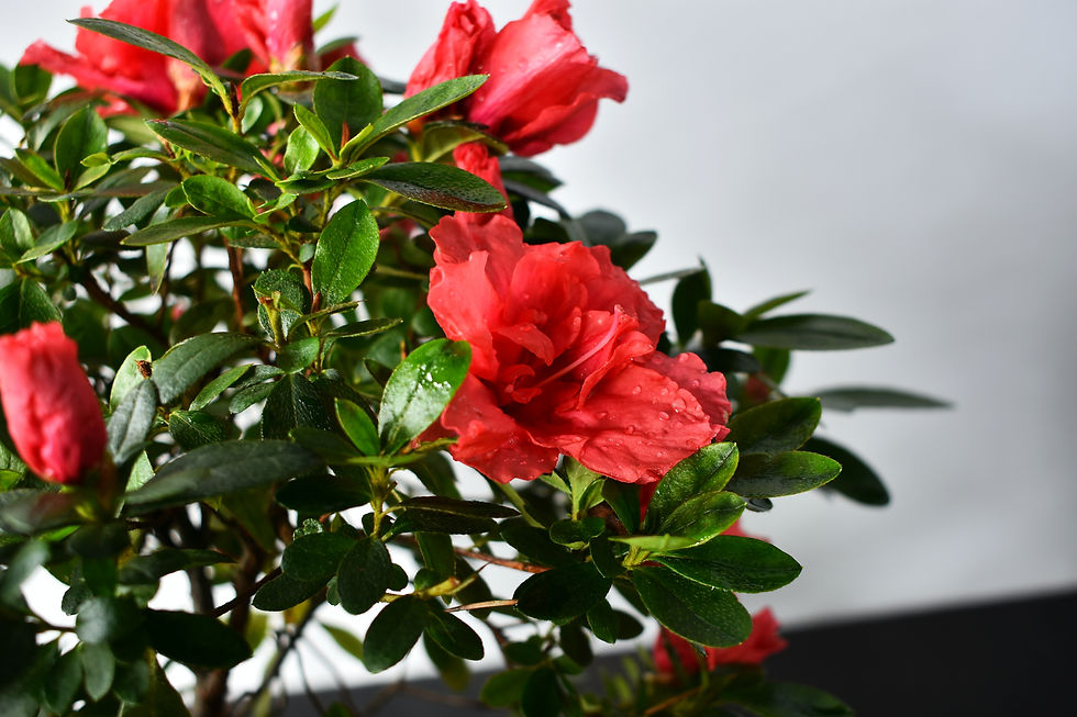Miniatura: Azalea