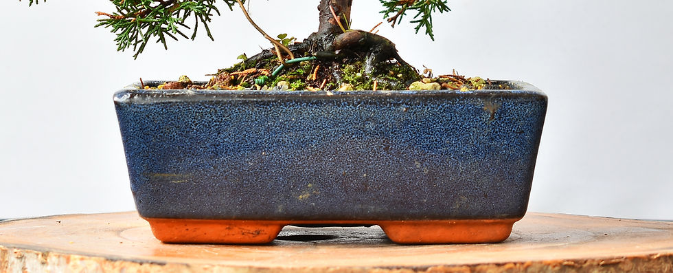Miniatura: Juniperus Chinenis Itoigawa