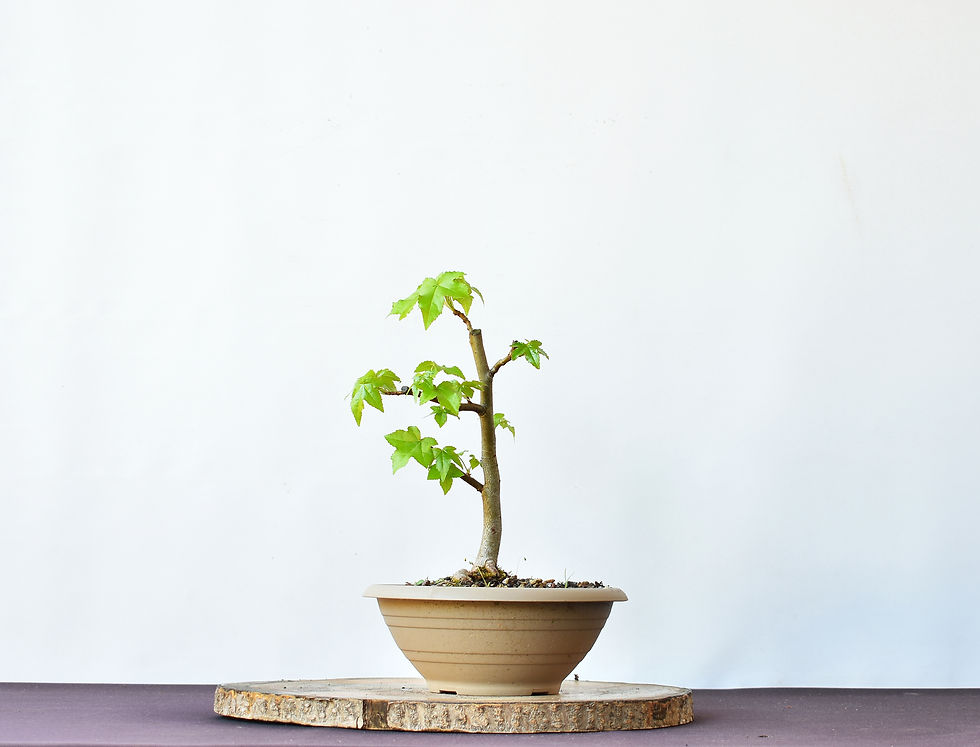 Miniatura: liquidambar Frontal