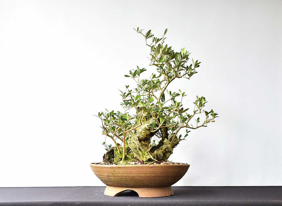 Miniatura: Olea Europaea Acebuche