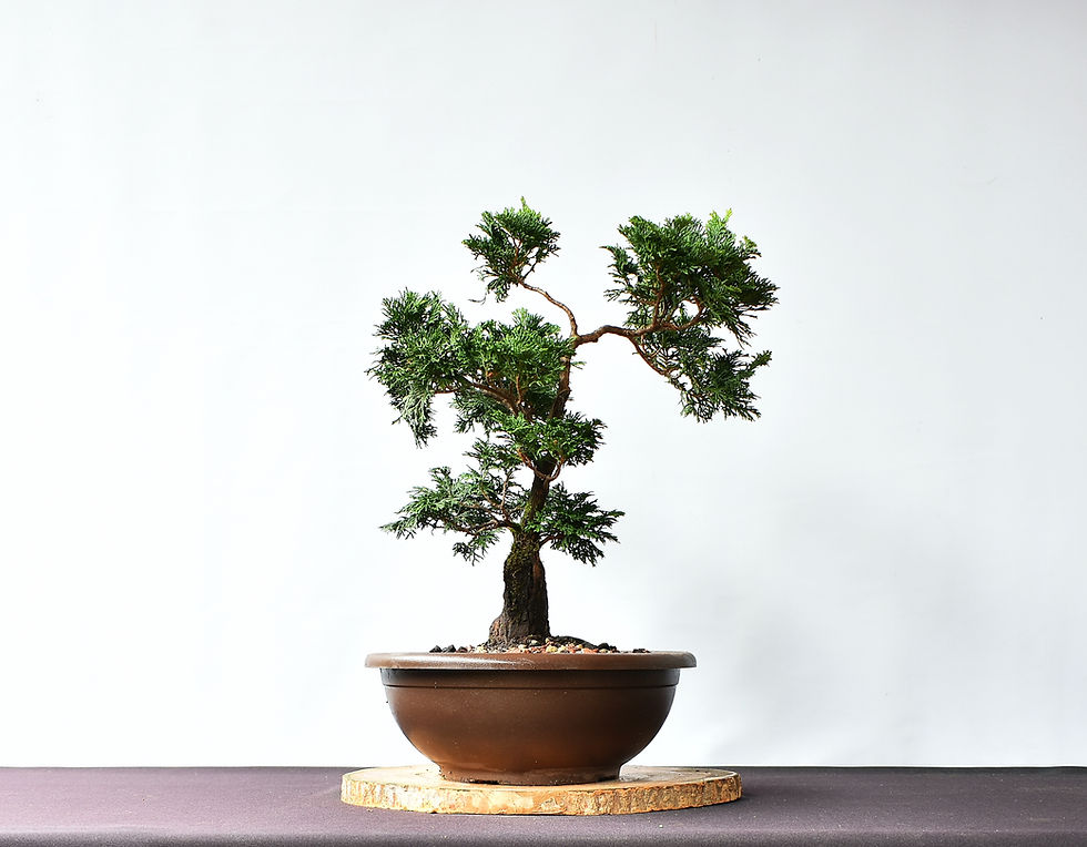 Miniatura: Chamaecyparis Nana
