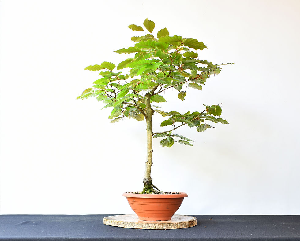 Miniatura: Fagus Sylvatica Atropurpureum 