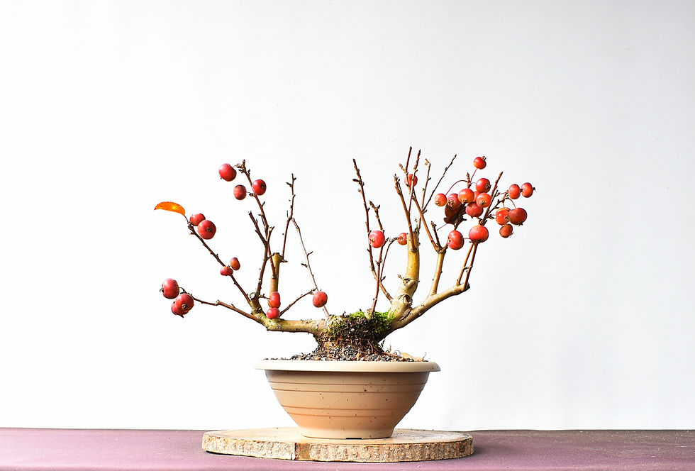 Miniatura: Vista Trasera Malus