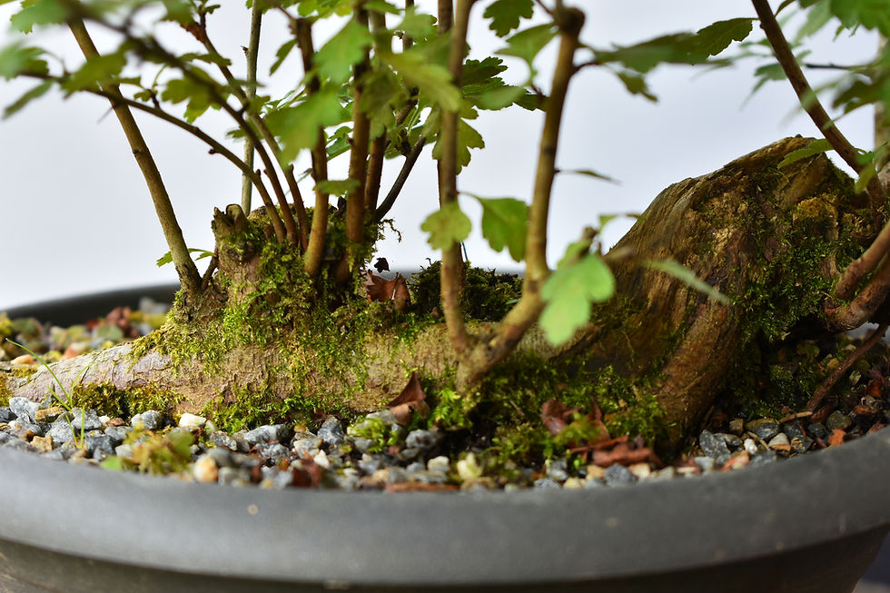 Miniatura: Crataegus Monogyna