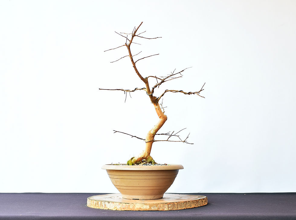 Miniatura: Lagerstroemia Indica
