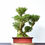 Miniatura: Buxus Sempervirens 
