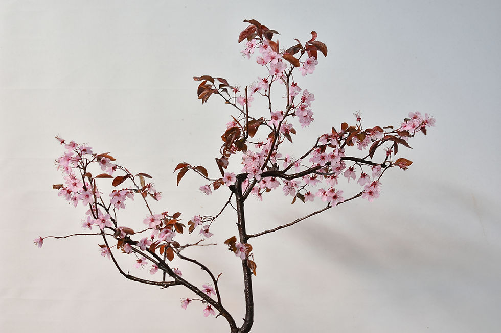 Miniatura: Prunus Pisardi