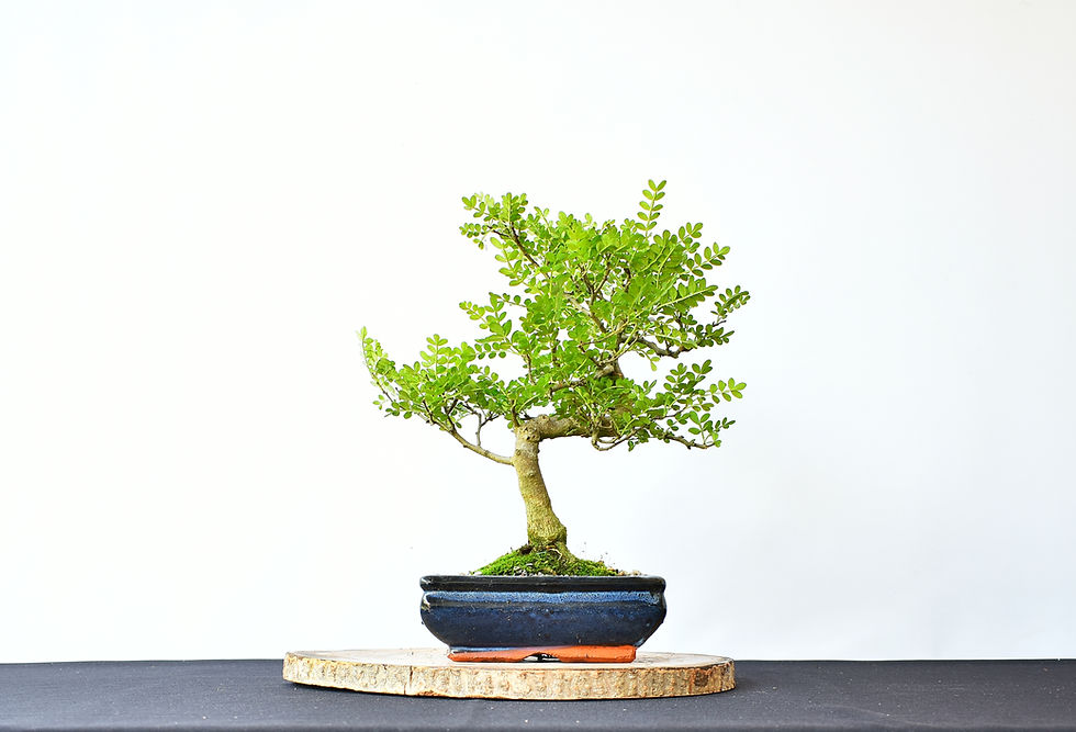 Miniatura: Zanthoxylum Piperitum