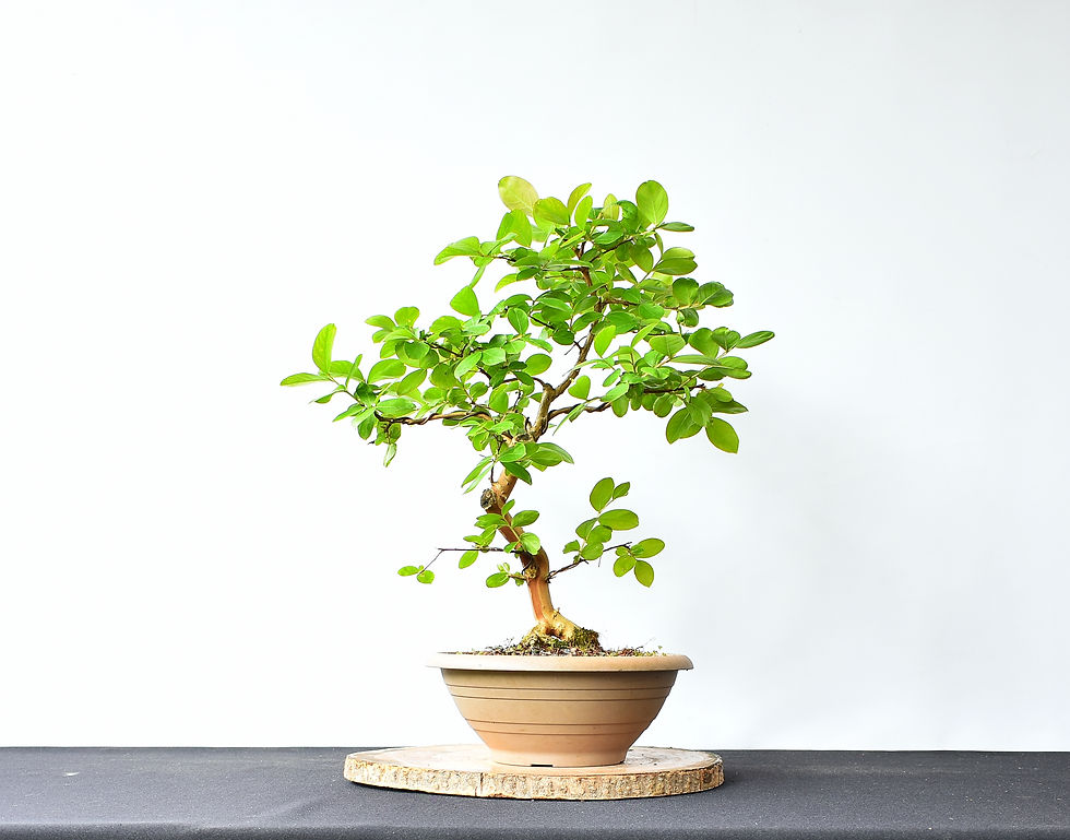 Miniatura: Lagerstroemia Indica