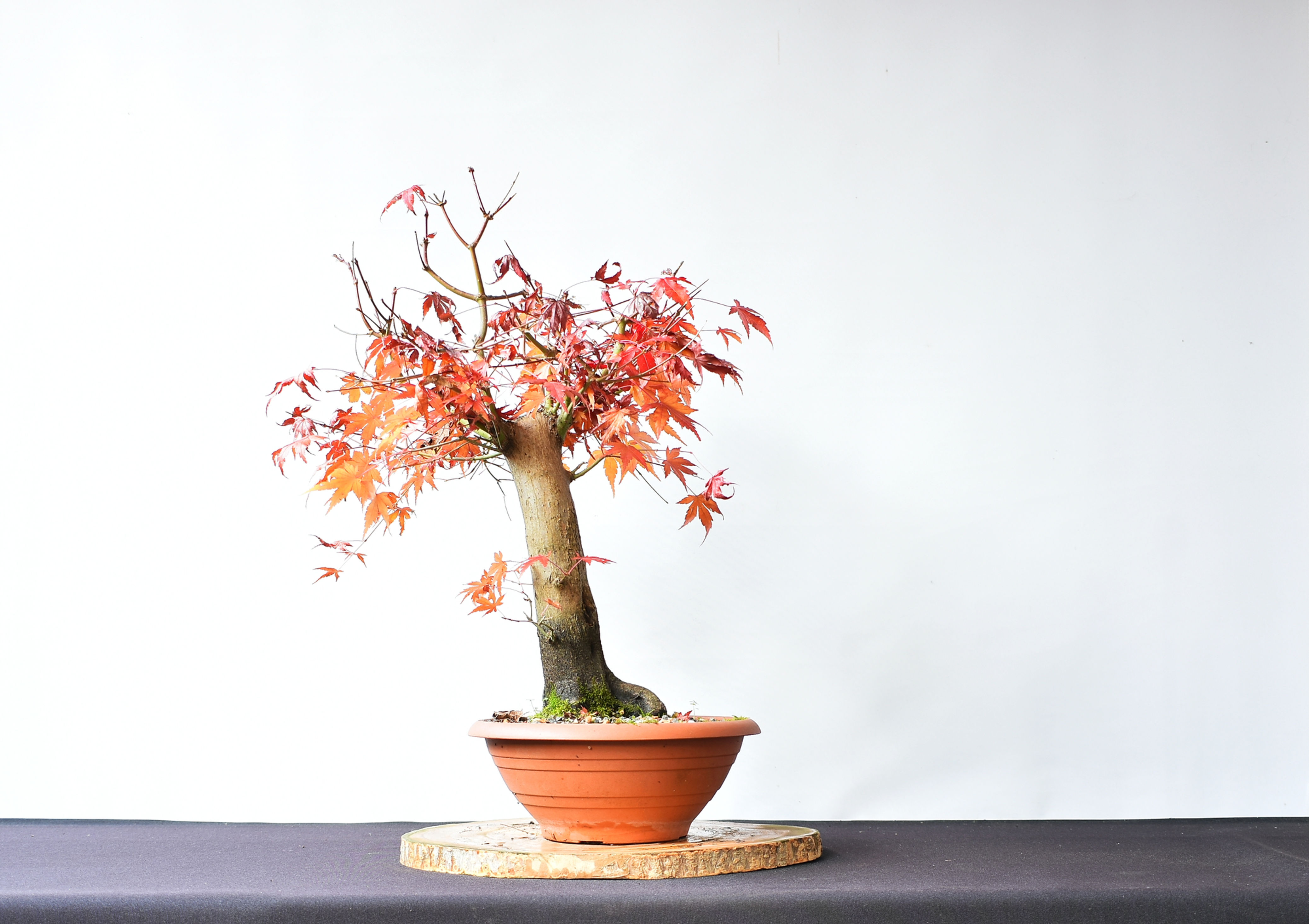 Arce Palmatum Yamamomiji