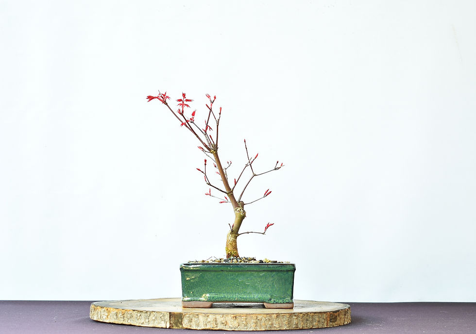 Miniatura: Acer Deshojo