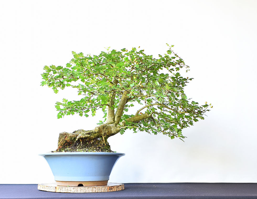 Miniatura: Crataegus Monogyna