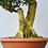 Miniatura: Buxus Sempervirens