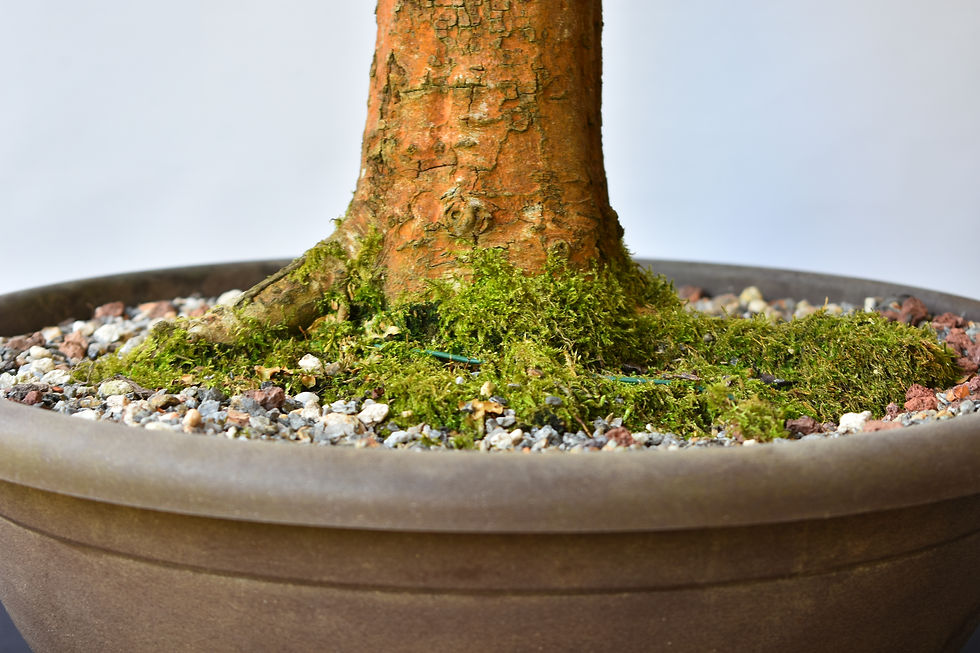 Miniatura: Crataegus Monogyna