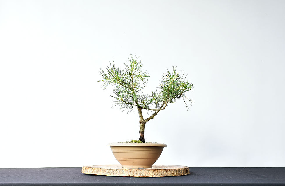 Miniatura: Vista trasera Pinus Sylvestris