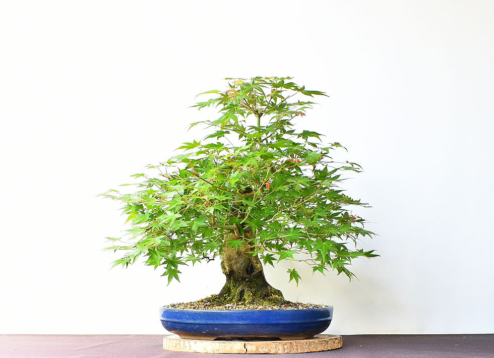 Miniatura: Arce Palmatum Yamamomiji