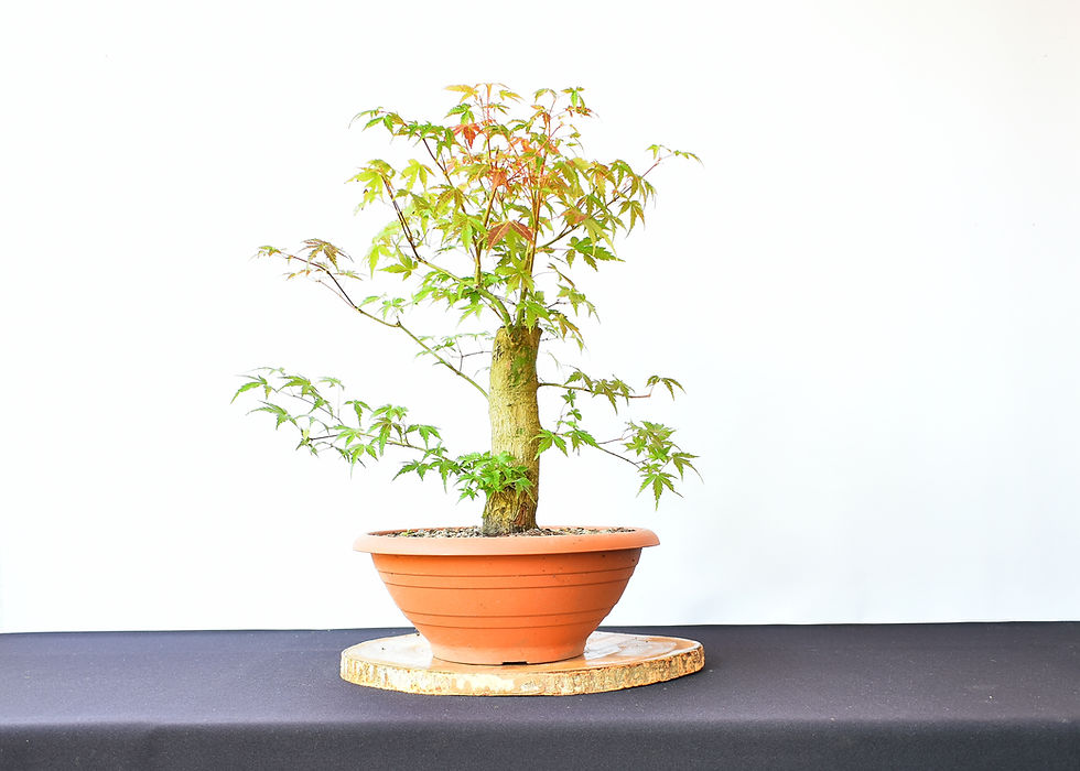 Miniatura: Arce Palmatum Yamamomiji