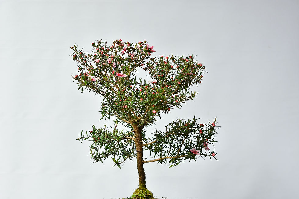 Miniatura: Leptospermum Scoparium