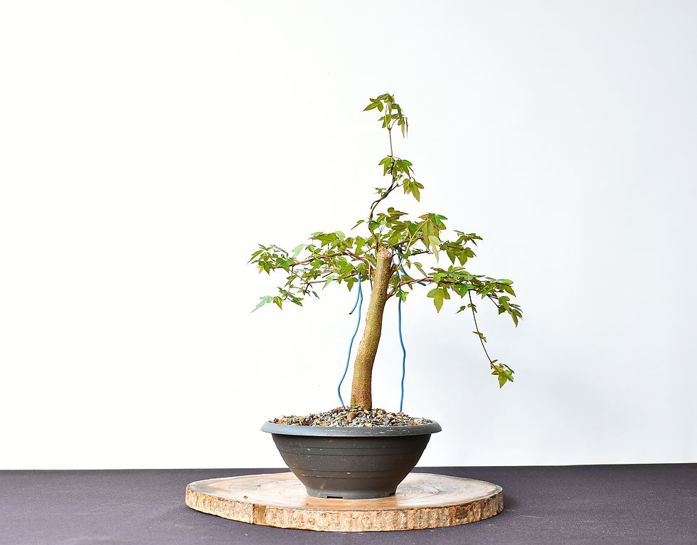 Miniatura: Acer Buergerianum