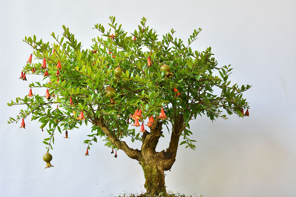 Miniatura: Granado Púnica