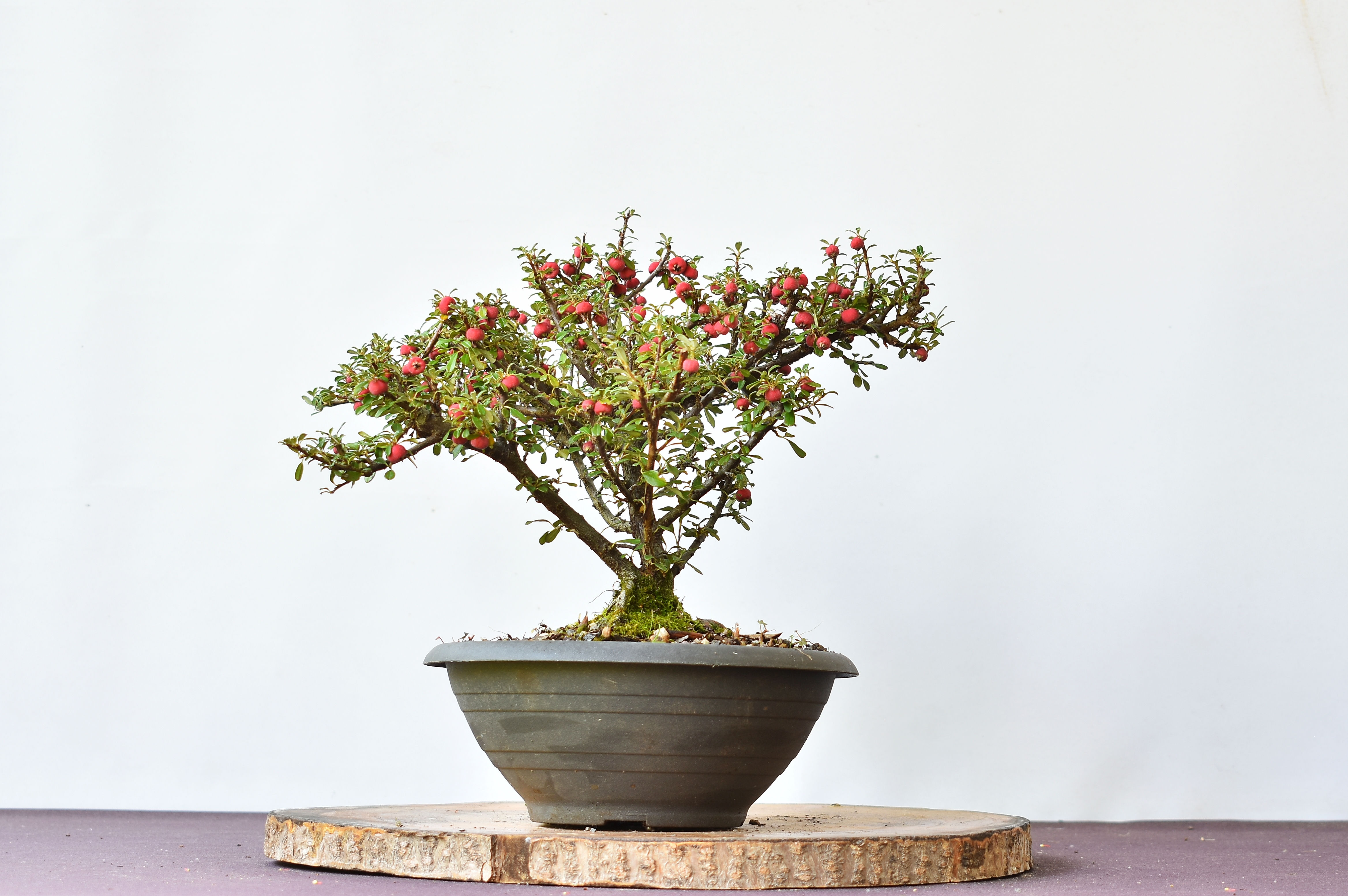 Cotoneaster