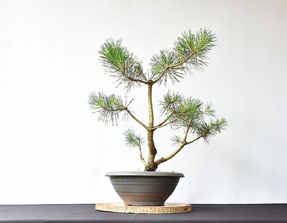 Miniatura: Vista trasera Pinus Sylvestris
