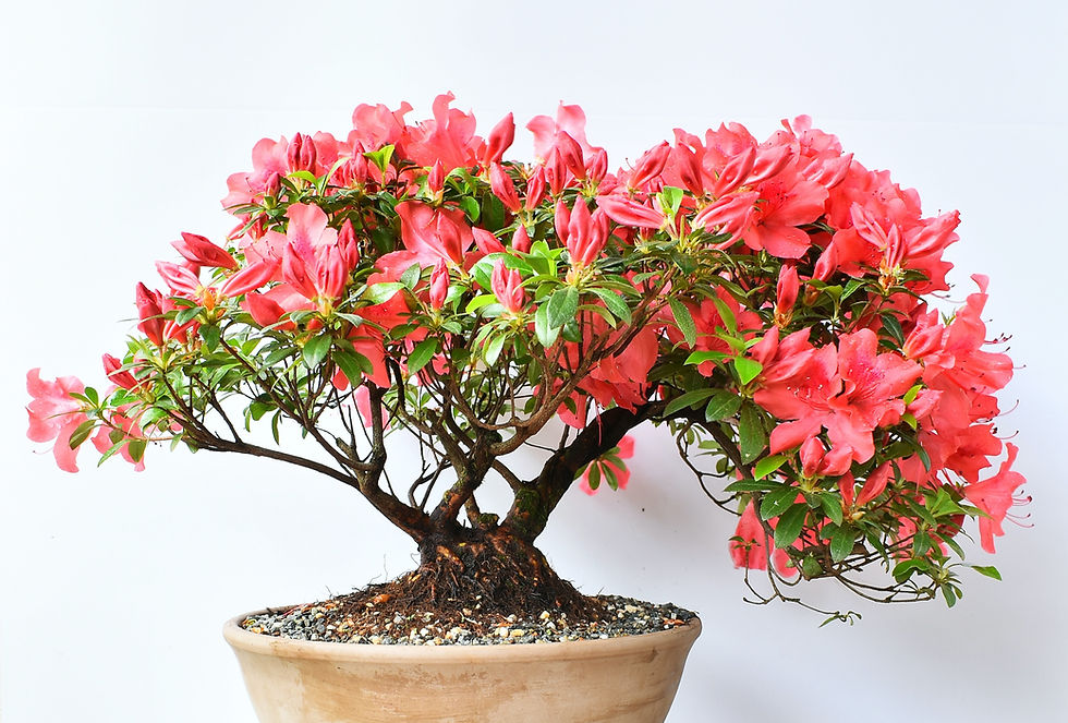Miniatura: Azalea