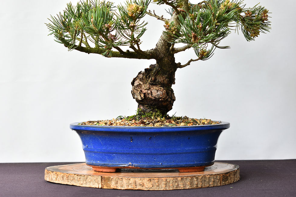 Miniatura: Pinus Pentaphylla