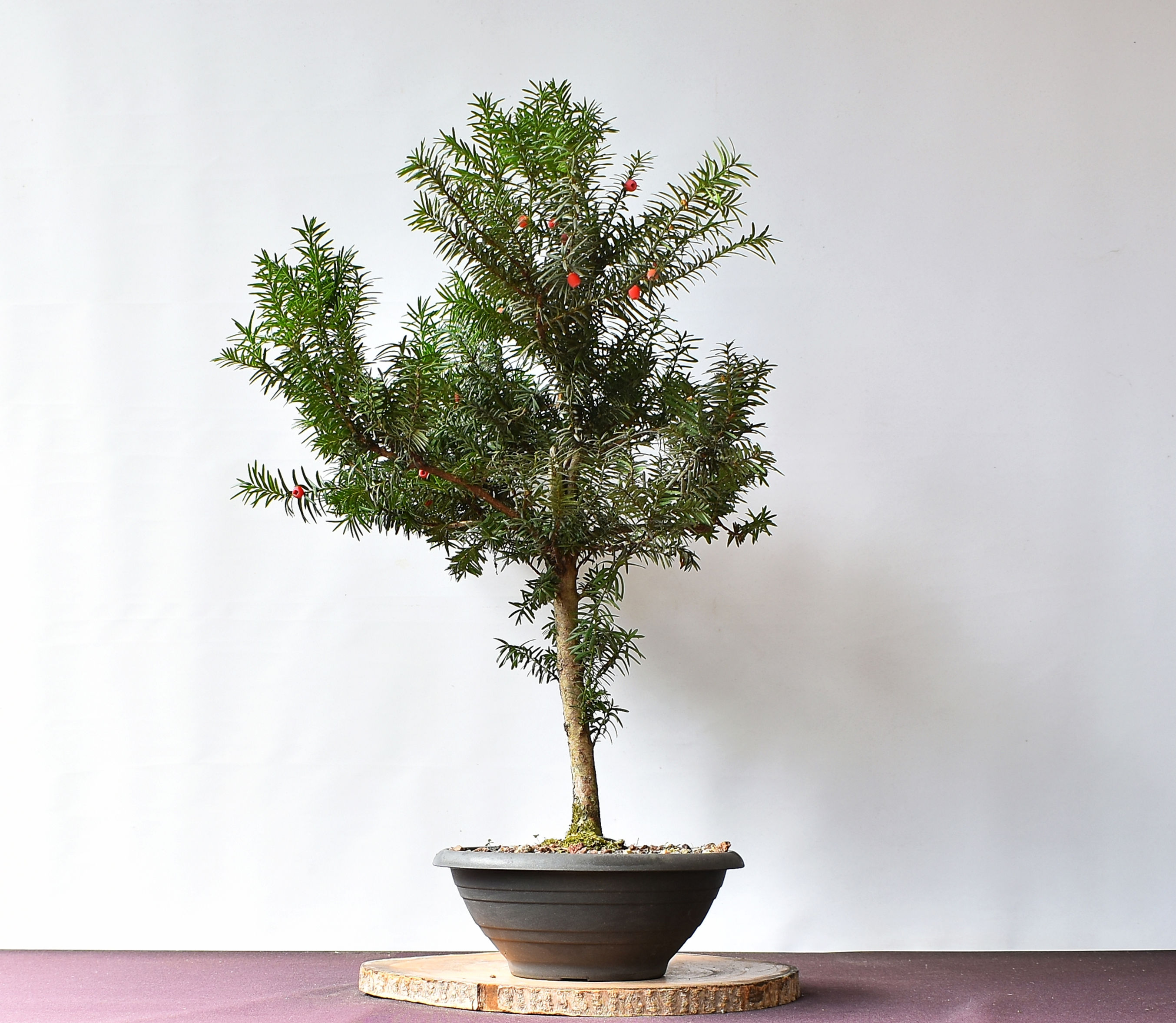 Taxus Baccata