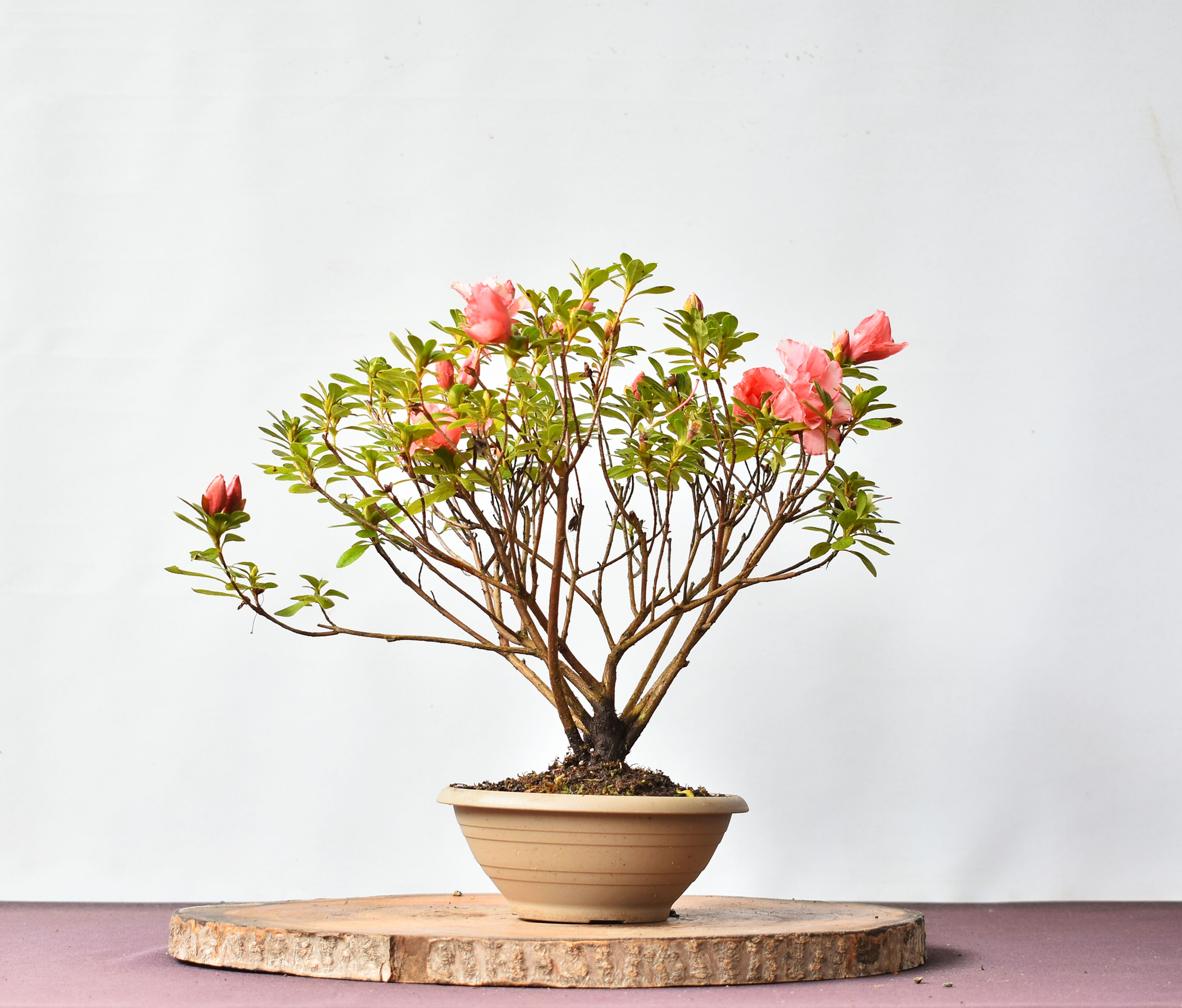 Azalea Japonica