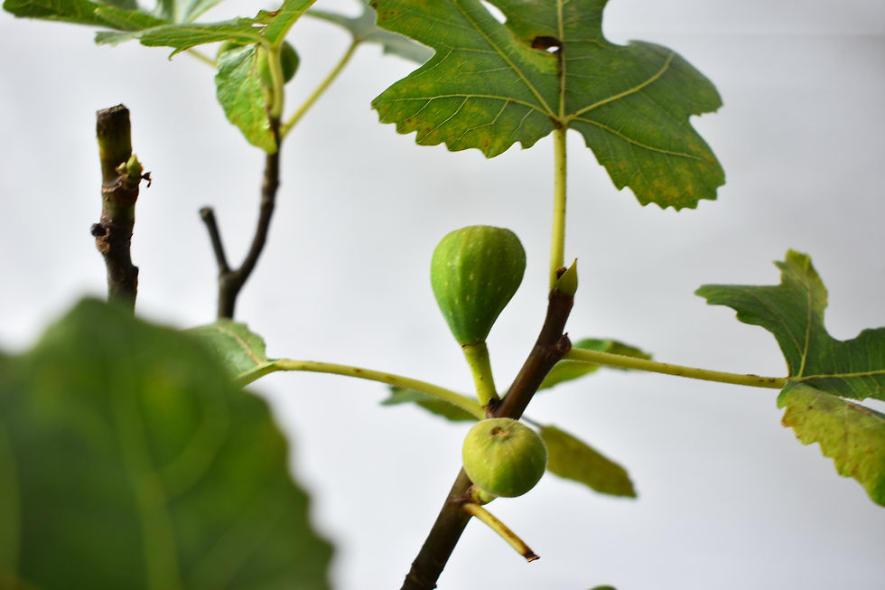 Miniatura: Ficus Carica