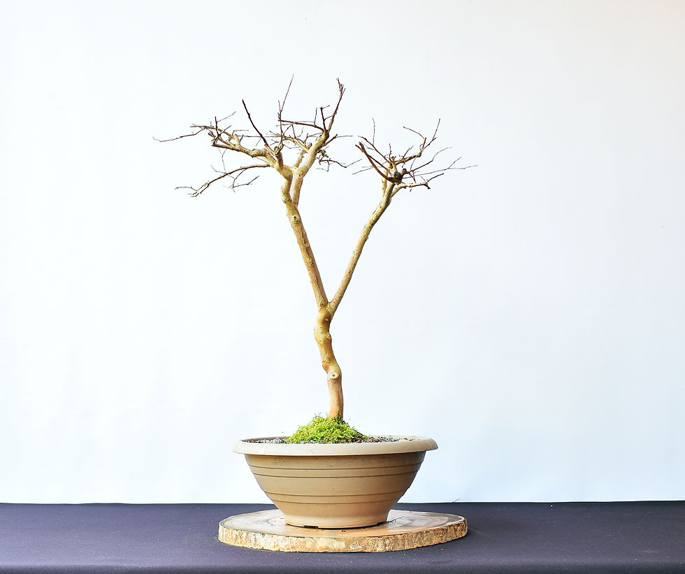 Miniatura: Lagerstroemia Indica