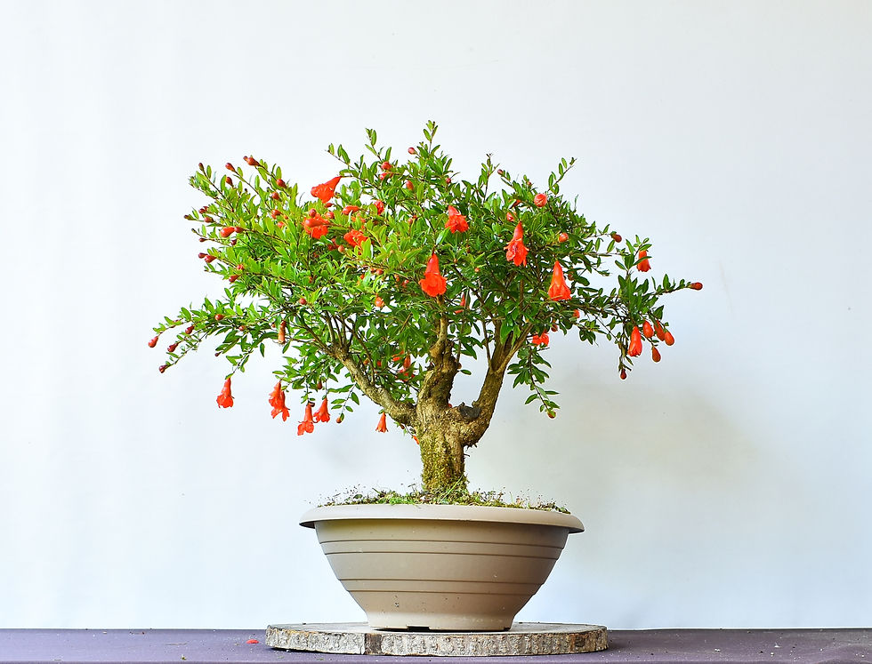 Miniatura: Granado Púnica