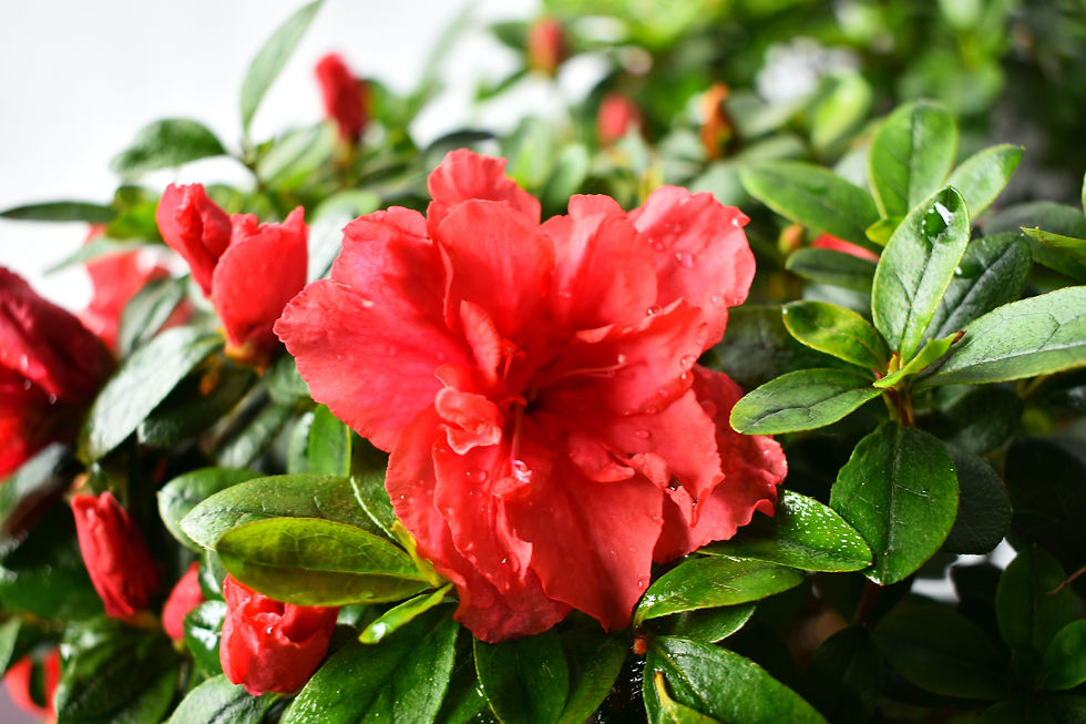 Miniatura: Azalea