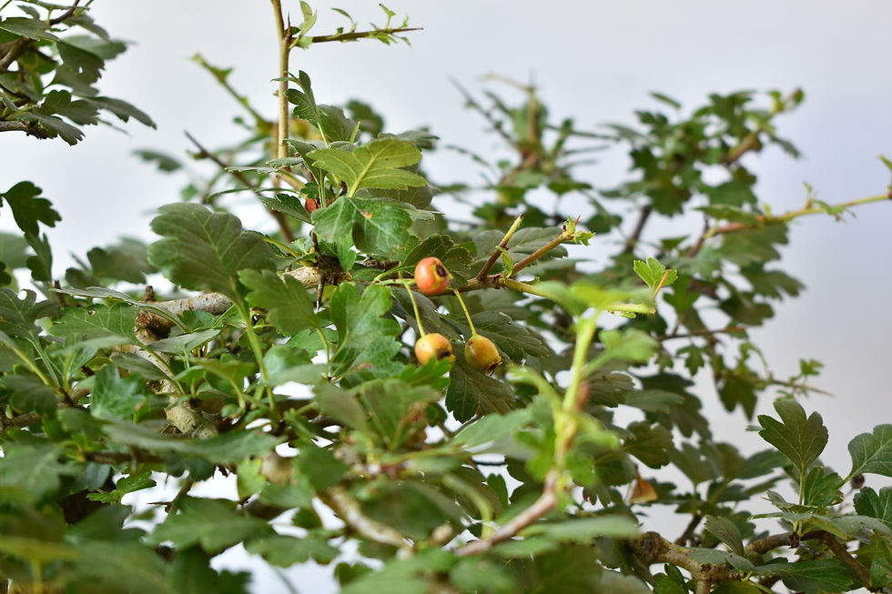Miniatura: Crataegus Monogyna