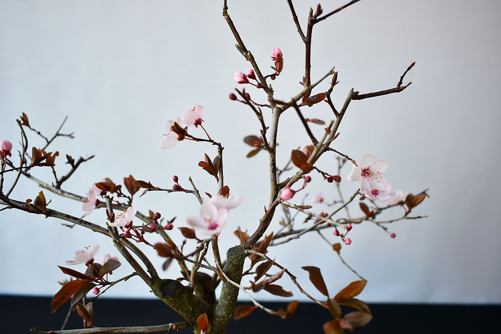 Miniatura: Prunus Pisardi