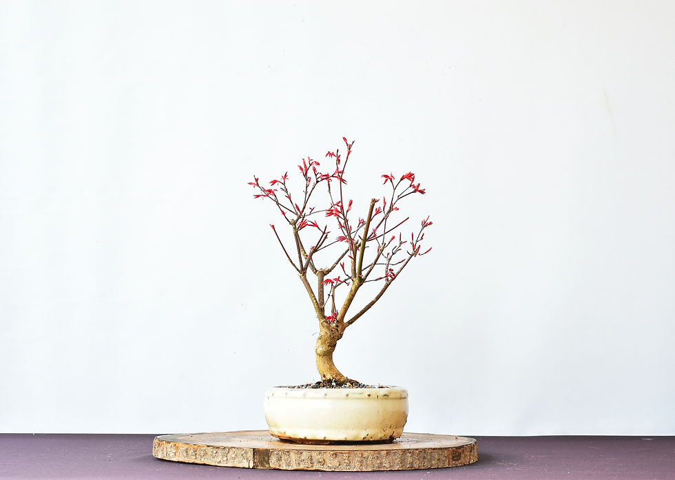 Miniatura: Acer Deshojo
