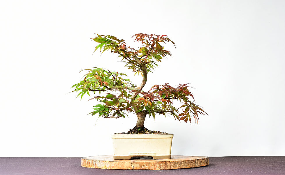 Miniatura:  Arce Palmatum Atropurpureum
