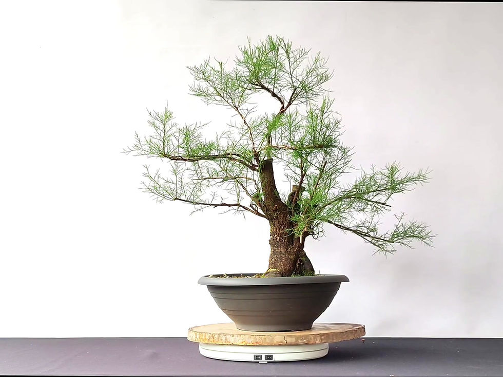 Miniatura: Tamarix Gallica