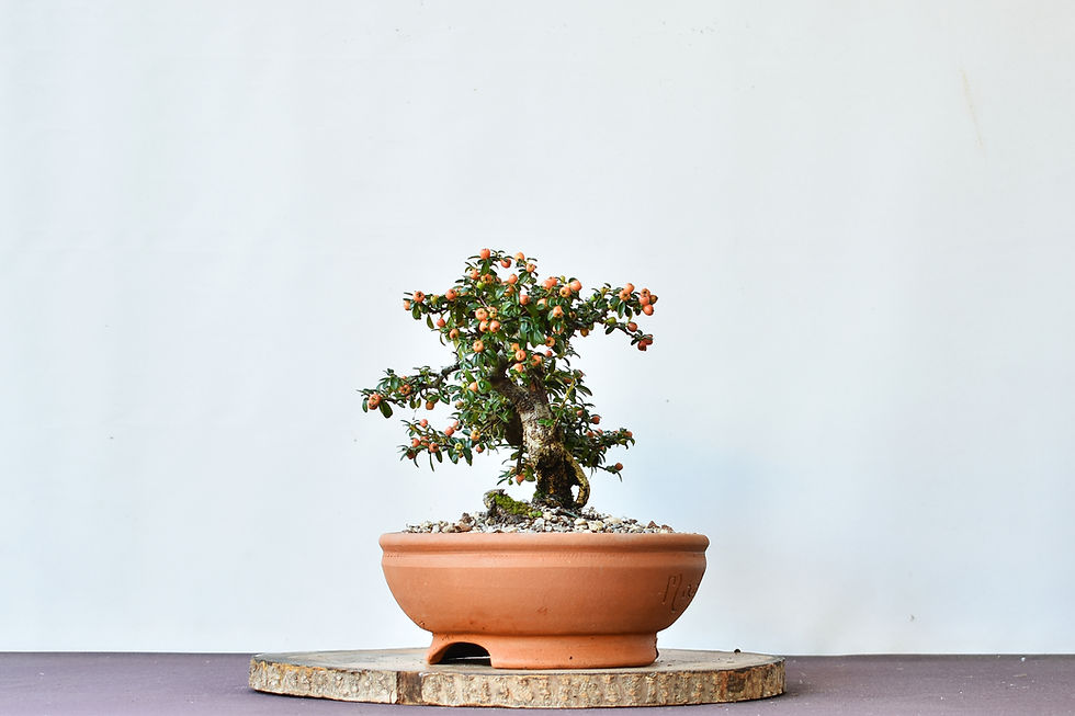 Miniatura: Cotoneaster