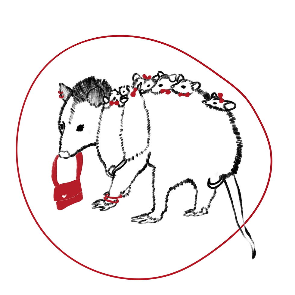possum and babies