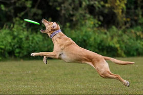 90/5 June Toss & Fetch League