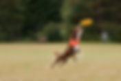 June Toss & Fetch League