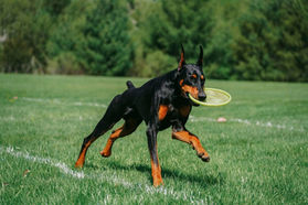 90/5 March Toss & Fetch League